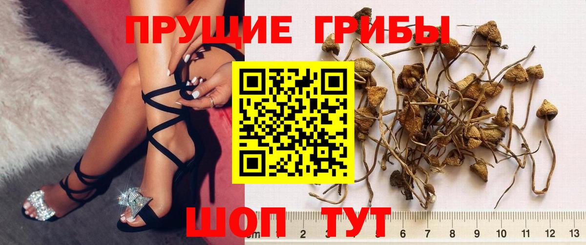 Галлюциногенные грибы Psilocybine cubensis  Вход с VPN  закладки  Обь 